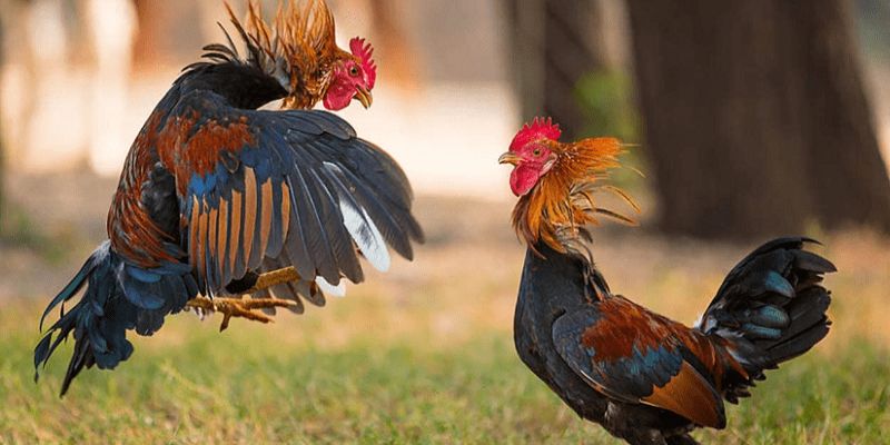 Bí kíp cá cược đá gà cựa sắt Thomo bất bại