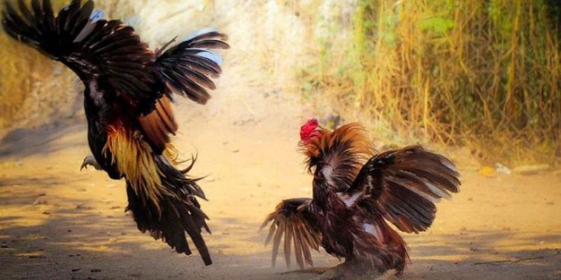Tiến trình chung của trận gà