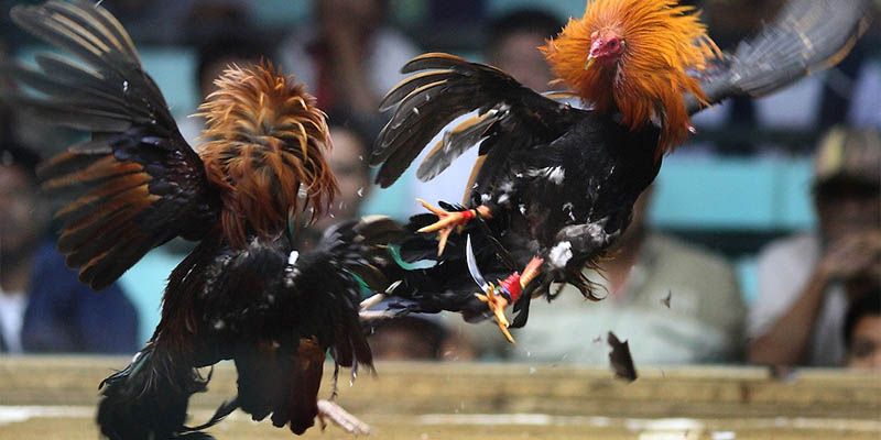 Đôi nét sơ lược về đá gà cựa sắt Thomo